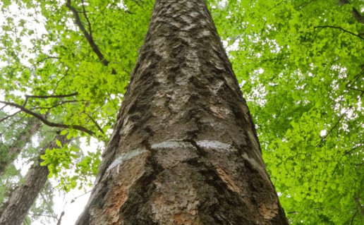 3_NKRP  auksciausias medis maumedis.jpg